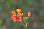 Fewflowered milkweed